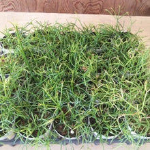 画像をギャラリービューアに読み込む, リプサリス・カスッサ 3ポットセット