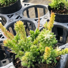 画像をギャラリービューアに読み込む, リプサリス・メセンブリアンテモイデス 3ポットセット