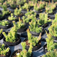 画像をギャラリービューアに読み込む, リプサリス・メセンブリアンテモイデス 3ポットセット