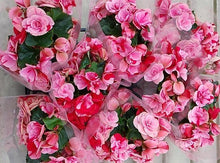 画像をギャラリービューアに読み込む, ベゴニア・エラチオール・ストロベリーフィールズ 1鉢