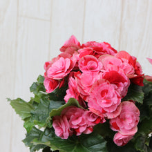 画像をギャラリービューアに読み込む, ベゴニア・エラチオール・ストロベリーフィールズ 1鉢