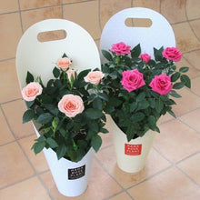 画像をギャラリービューアに読み込む, 【予約商品:3/11発送】ミニバラ・ホワイトソワレ 1鉢