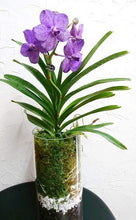 画像をギャラリービューアに読み込む, アスコセンダ・プリンセスミカサ ミカサブルー ガラス 1鉢