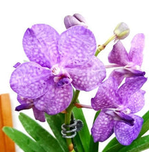 画像をギャラリービューアに読み込む, アスコセンダ・プリンセスミカサ ミカサブルー ガラス 1鉢