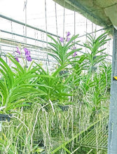 画像をギャラリービューアに読み込む, アスコセンダ・プリンセスミカサ ミカサブルー ガラス 1鉢