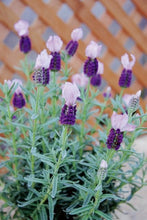 画像をギャラリービューアに読み込む, 【予約商品:3/18発送】ラベンダー ストエカス・パープルウィング 花苗 4ポットセット
