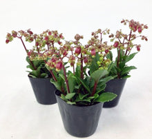 画像をギャラリービューアに読み込む, カランコエ・ウェンディー 花苗 3ポットセット