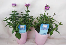 画像をギャラリービューアに読み込む, ネメシア・セブンスヘブン ブルーバイカラー 花苗 3ポットセット