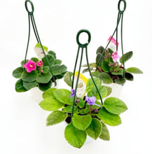 画像をギャラリービューアに読み込む, ミニセントポーリア 吊鉢 3鉢セット