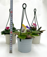 画像をギャラリービューアに読み込む, ミニセントポーリア 吊鉢 3鉢セット