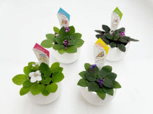 画像をギャラリービューアに読み込む, ミニセントポーリア ボンボン鉢 4鉢セット