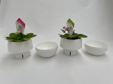 画像をギャラリービューアに読み込む, ミニセントポーリア ボンボン鉢 4鉢セット