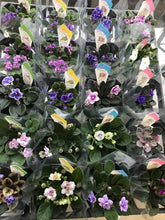 画像をギャラリービューアに読み込む, ミニセントポーリア ボンボン鉢 4鉢セット