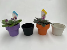 画像をギャラリービューアに読み込む, ミニセントポーリア ユニオン鉢 3鉢セット