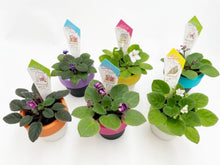 画像をギャラリービューアに読み込む, ミニセントポーリア ユニオン鉢 3鉢セット