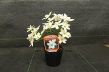 画像をギャラリービューアに読み込む, 【販売期間:3月26日まで】クレマチス カートマニー・ジョー 花苗 3ポットセット