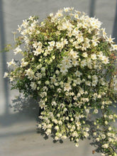 画像をギャラリービューアに読み込む, 【販売期間:3月26日まで】クレマチス カートマニー・ジョー 花苗 3ポットセット