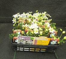 画像をギャラリービューアに読み込む, 【販売期間:3月26日まで】クレマチス カートマニー・ジョー 花苗 3ポットセット