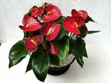 画像をギャラリービューアに読み込む, アンスリウム 赤色 浅鉢3株植え 11号 1鉢