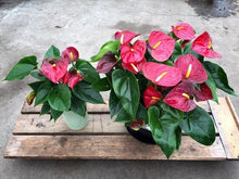 画像をギャラリービューアに読み込む, アンスリウム 赤色 浅鉢3株植え 11号 1鉢