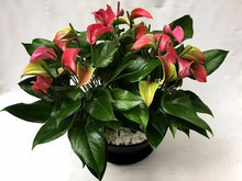 画像をギャラリービューアに読み込む, アンスリウム 赤色 浅鉢3株植え 11号 1鉢