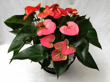 画像をギャラリービューアに読み込む, アンスリウム 浅鉢3株植え11号 1鉢 色おまかせ