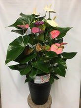 画像をギャラリービューアに読み込む, アンスリウム 深鉢3株植え 10号 1鉢 色おまかせ