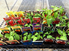 画像をギャラリービューアに読み込む, 世界の激辛 唐辛子苗 ※ケースでお届けします!