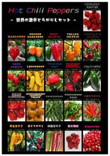 画像をギャラリービューアに読み込む, 世界の激辛 唐辛子苗 ※ケースでお届けします!