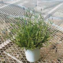 画像をギャラリービューアに読み込む, 【予約商品:4/15発送】イングリッシュラベンダー・かほり 1鉢