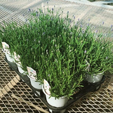 画像をギャラリービューアに読み込む, 【予約商品:4/15発送】イングリッシュラベンダー・かほり 1鉢