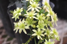 画像をギャラリービューアに読み込む, クレマチス・フレグランスオベロン 4号 1鉢