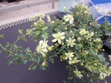 画像をギャラリービューアに読み込む, クレマチス・フレグランスオベロン 4号 1鉢