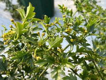 画像をギャラリービューアに読み込む, クレマチス・フレグランスオベロン 4号 1鉢