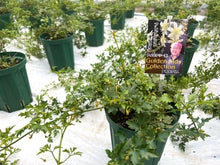 画像をギャラリービューアに読み込む, クレマチス・フレグランスオベロン 4号 1鉢