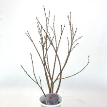 画像をギャラリービューアに読み込む, 【予約商品:2/9以降発送】長寿桜 4号