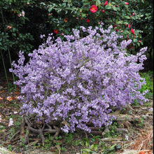 画像をギャラリービューアに読み込む, 【予約商品:2/9以降発送】長寿桜 4号