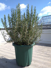画像をギャラリービューアに読み込む, ローズマリー・マリンブルー 7号 1鉢
