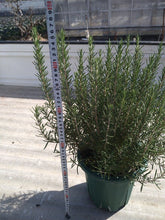 画像をギャラリービューアに読み込む, ローズマリー・マリンブルー 7号 1鉢