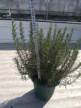 画像をギャラリービューアに読み込む, ローズマリー・マリンブルー 7号 1鉢