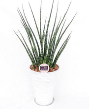画像をギャラリービューアに読み込む, サンスベリア・ミカド 7号 シュエット鉢皿付き 1鉢