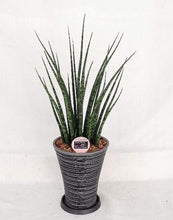画像をギャラリービューアに読み込む, サンスベリア・ミカド 7号 シュエット鉢皿付き 1鉢