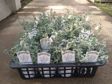 画像をギャラリービューアに読み込む, 【予約商品:4/22発送】キンギョソウ・アールグレイ(金魚草) 花苗 3ポットセット