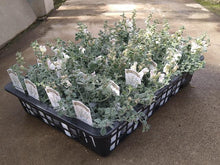 画像をギャラリービューアに読み込む, 【予約商品:4/22発送】キンギョソウ・アールグレイ(金魚草) 花苗 3ポットセット