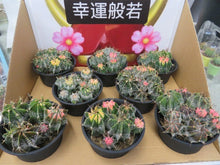 画像をギャラリービューアに読み込む, アストロフィツム・般若 1鉢