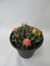 画像をギャラリービューアに読み込む, アストロフィツム・般若 1鉢