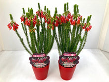 画像をギャラリービューアに読み込む, 【予約商品:4/8発送】エリカ・マザーヒース 1鉢