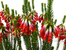 画像をギャラリービューアに読み込む, 【予約商品:4/8発送】エリカ・マザーヒース 1鉢