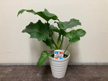 画像をギャラリービューアに読み込む, フィロデンドロン・セローム 4号