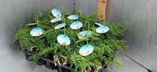 画像をギャラリービューアに読み込む, 【予約商品:4/15発送】トキワシノブ フタマティルマニ 苔玉吊鉢 3号 1鉢